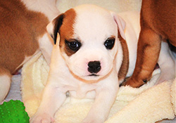Puppies from litter G