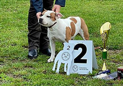 Special dog show SBTC CZ Němčice 18. 9. 2022