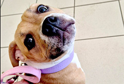 Klaudinka Lonsonstaff