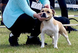 Speciální výstavy SBTC CZ, Němčice 6. 9. 2025