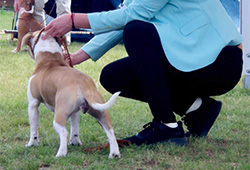Speciální výstavy SBTC CZ, Němčice 6. 9. 2025