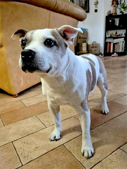 Dneska slaví náš Soníček 14. narozeniny