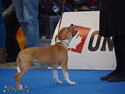 National dog show Brno